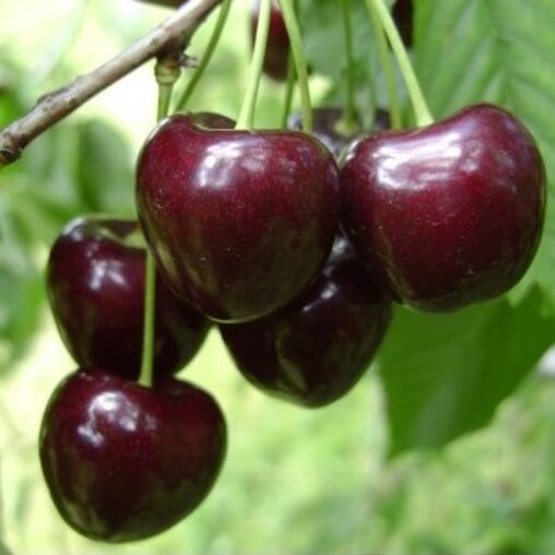 Kersenboom 'Kordia' halfstam